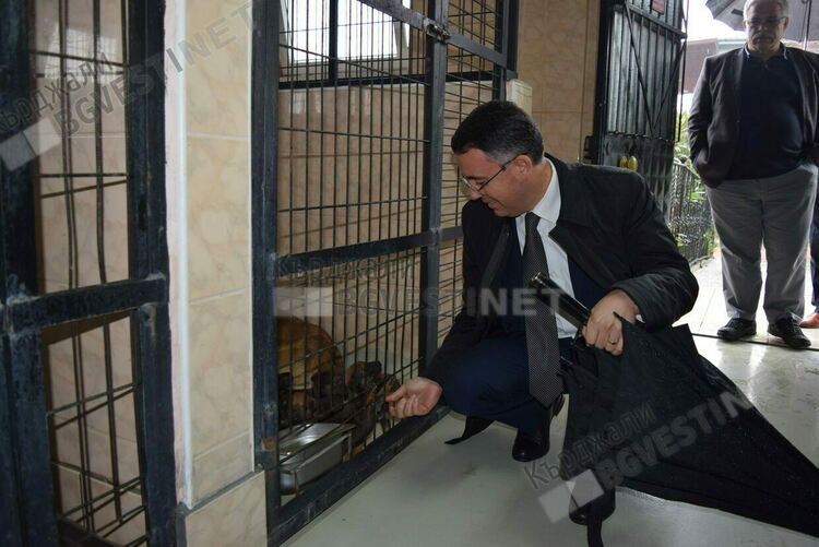 Община Кърджали ще се допита до сдружения за защита на животните за проекта за кучешки приют