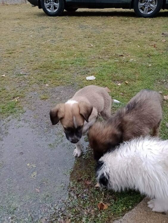 снимка : ФБ / Област Смолян Зоо Доброволци