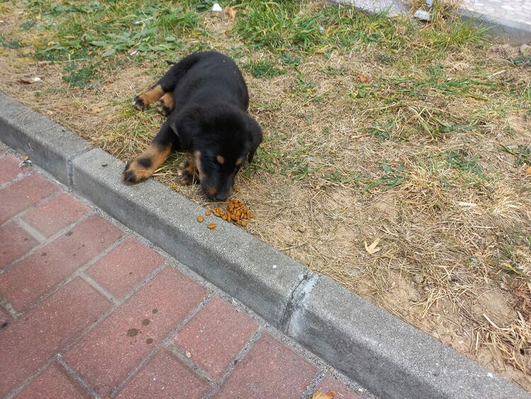 снимка : ФБ / Област Смолян Зоо Доброволци