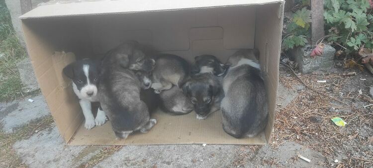 снимка : ФБ / Област Смолян Зоо Доброволци