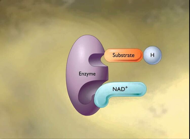 Популярна хранителна добавка увеличава риска от рак и мозъчни метастази