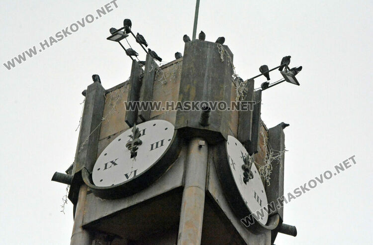 Гонят гълъбите с устройства от часовника до „Аида“ и кучетата до общината в Хасково