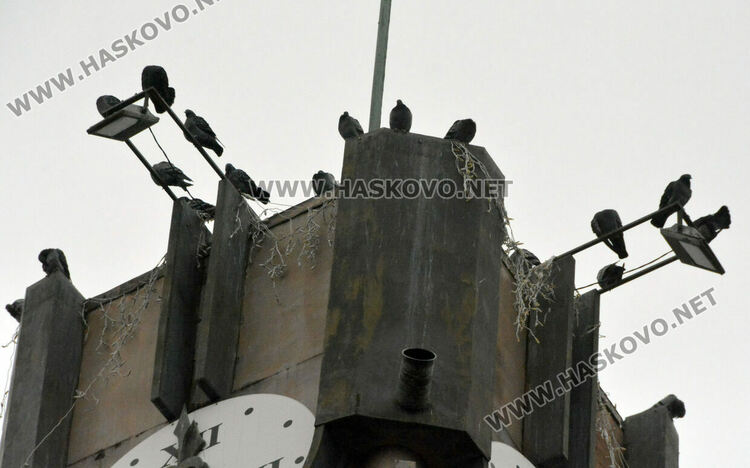 Гонят гълъбите с устройства от часовника до „Аида“ и кучетата до общината в Хасково