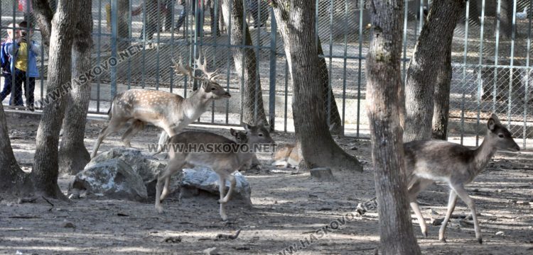 От хасковския зоопарк се погрижиха за болна дива лисица