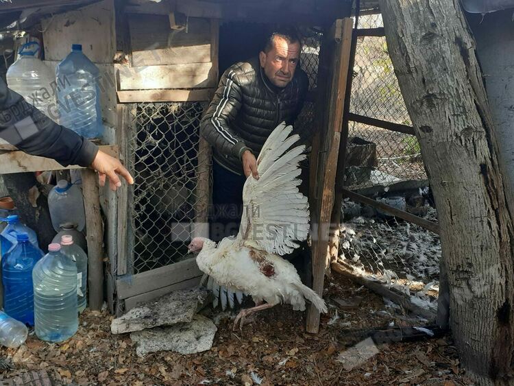 Бездомни кучета натръшкаха 50 пуйки в стопанство в Прилепци, собственикът се жалва в Общината