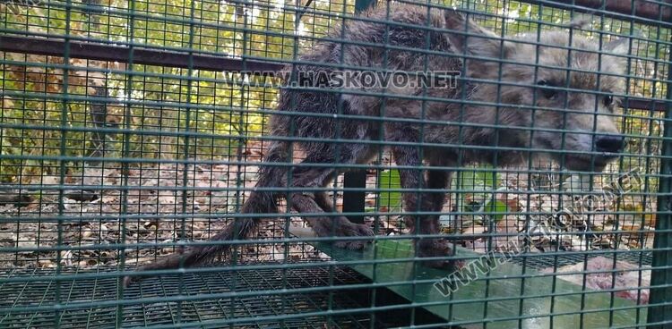 От хасковския зоопарк се погрижиха за болна дива лисица