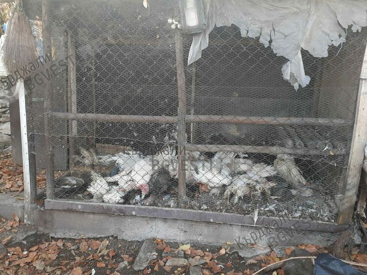 Бездомни кучета натръшкаха 50 пуйки в стопанство в Прилепци, собственикът се жалва в Общината