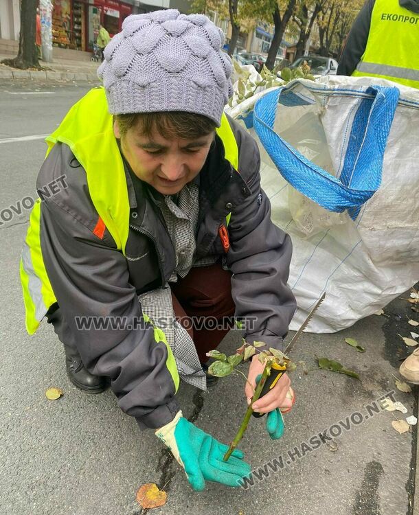 За да са красиви розовите ви храсти, най-подходящото време за резитбата им е през есента
