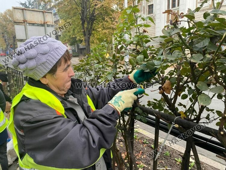 За да са красиви розовите ви храсти, най-подходящото време за резитбата им е през есента