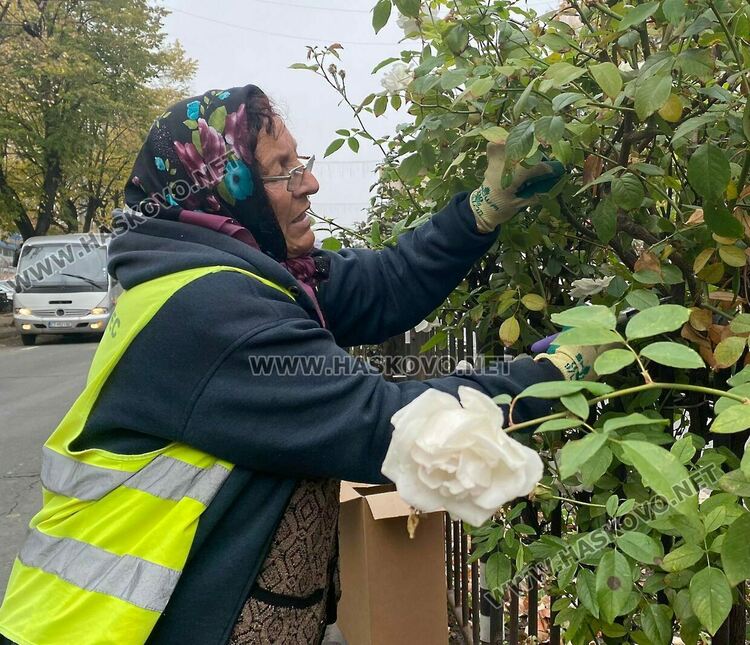 За да са красиви розовите ви храсти, най-подходящото време за резитбата им е през есента