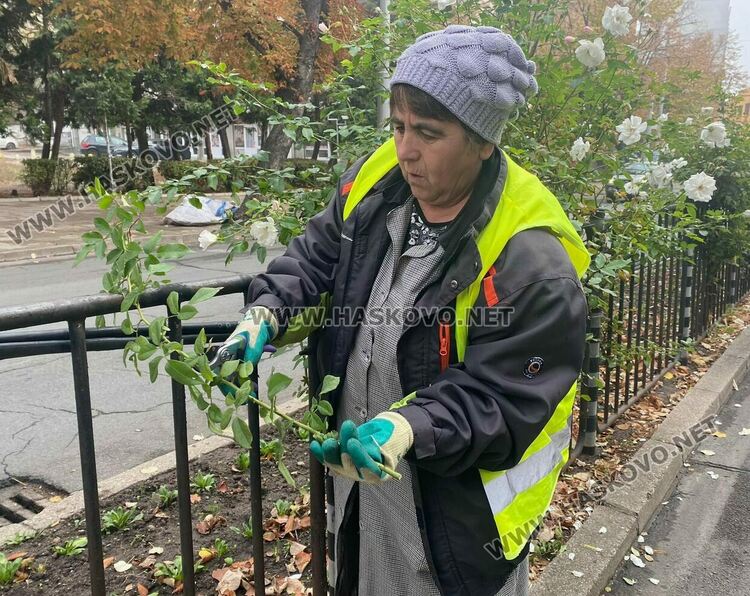 За да са красиви розовите ви храсти, най-подходящото време за резитбата им е през есента