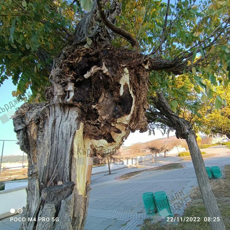 Силният вятър вчера прекърши клони,за щастие няма пострадали в Кърджали