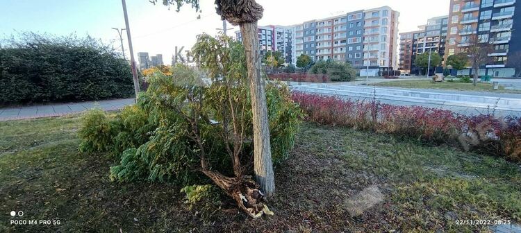 Силният вятър вчера прекърши клони,за щастие няма пострадали в Кърджали