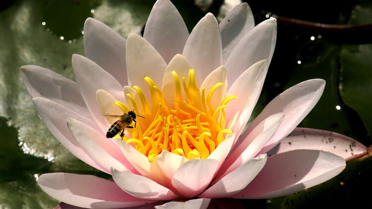 Водна лилия - 1 място