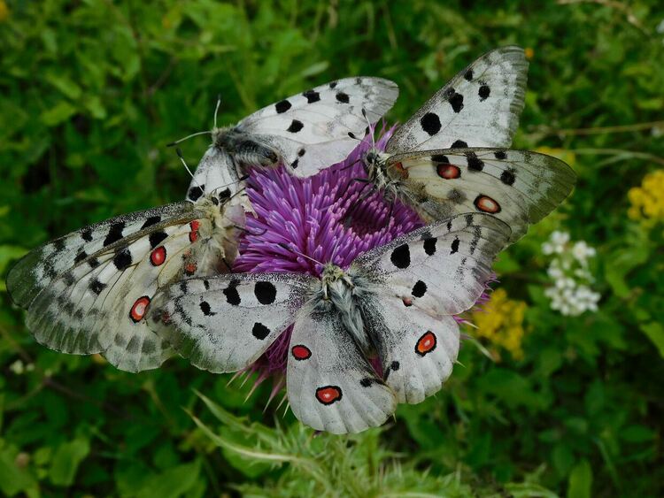 Червен аполон - 1 място