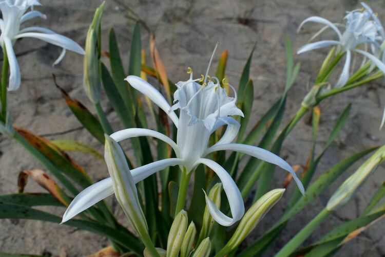 Пясъчна лилия - 3 място