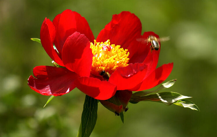 Див божур - 2 място