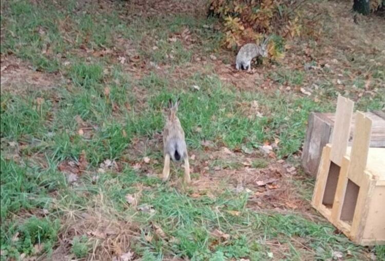 Разселиха зайци в землищата на няколко първомайски дружинки