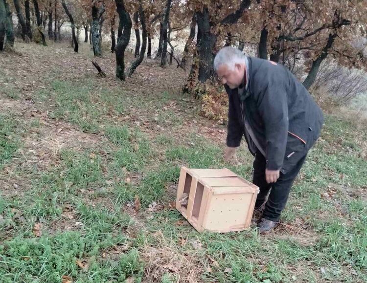 Разселиха зайци в землищата на няколко първомайски дружинки