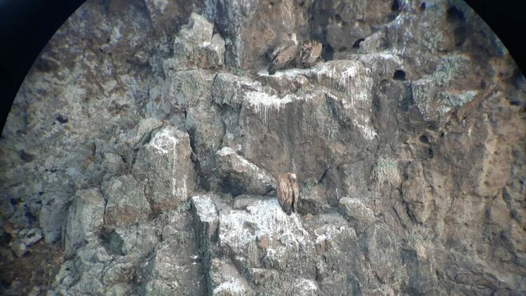 сн: Здравка Тасева