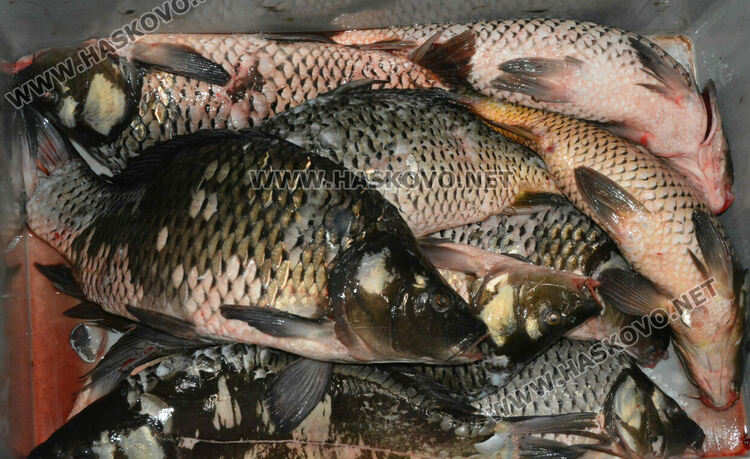 Изпърженият шаран е най-търсен за Никулден в Хасково