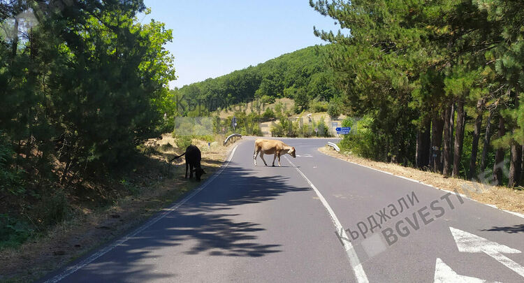 Прокурори и кметове с мерки срещу безнадзорните животни по пътищата на общината