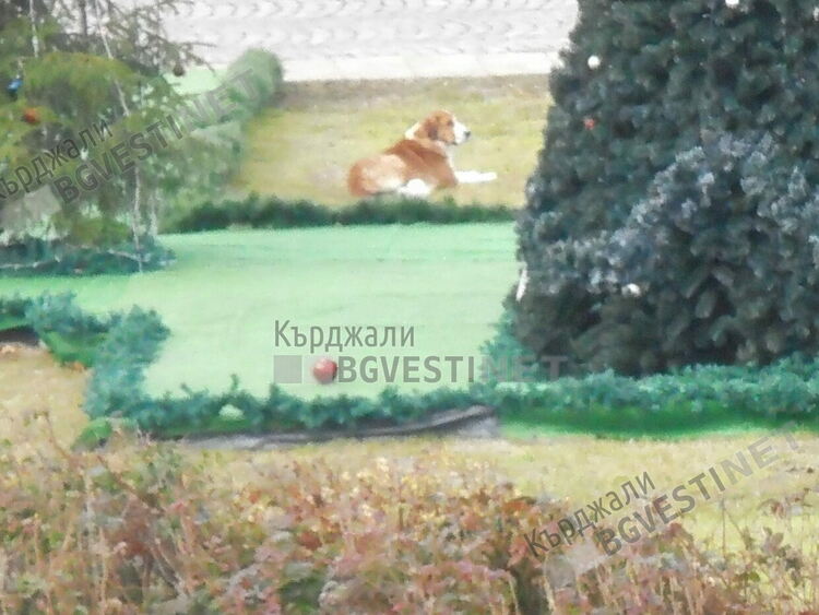 Бездомни кучета събарят и чупят топките от Коледната елха в Кърджали