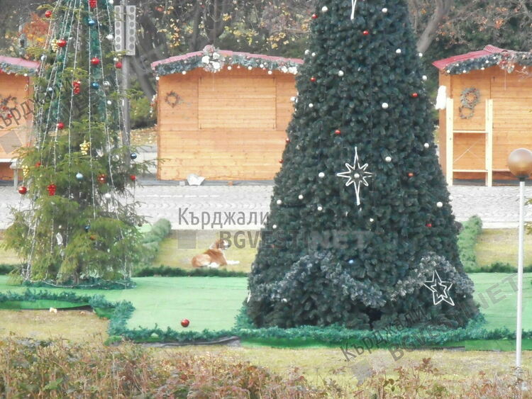 Бездомни кучета събарят и чупят топките от Коледната елха в Кърджали