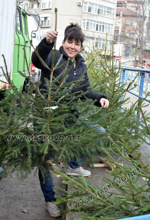 Продават естествени елхи в Хасково, цените без промяна