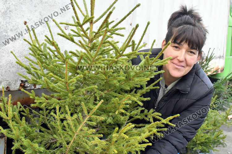 Продават естествени елхи в Хасково, цените без промяна