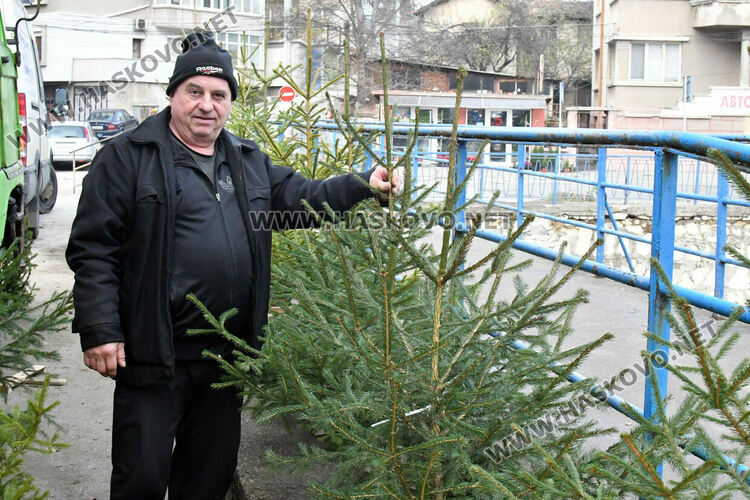 Продават естествени елхи в Хасково, цените без промяна