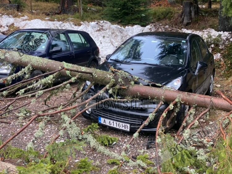 Стихия на Пампорово! Вятърът троши дървета като клечки, премаза коли, една от тях на ЕСКОМ / ГАЛЕРИЯ/