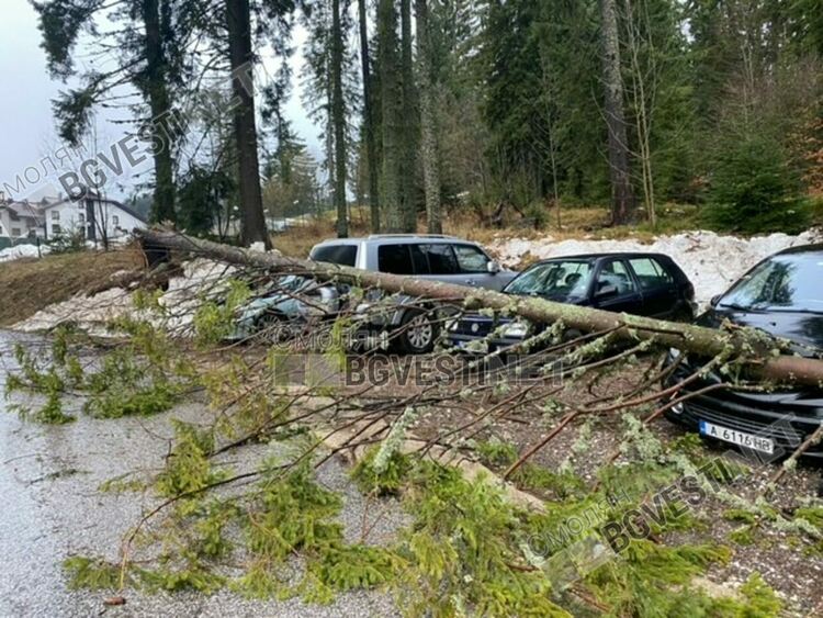 Стихия на Пампорово! Вятърът троши дървета като клечки, премаза коли, една от тях на ЕСКОМ / ГАЛЕРИЯ/