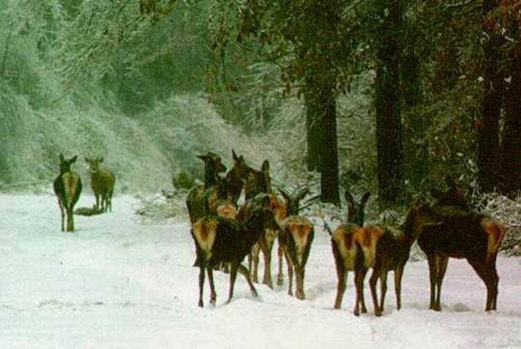 Ловно стрелбище се изгражда в Трън