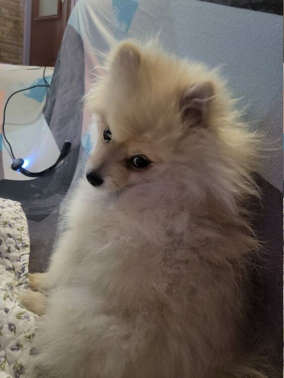 Хасковлийка търси изгубен Померан