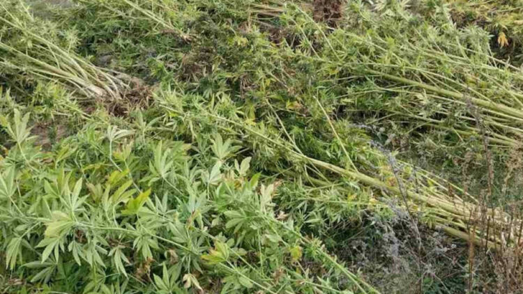 Столичанин е задържан за управление на автомобил след употреба на наркотични вещества