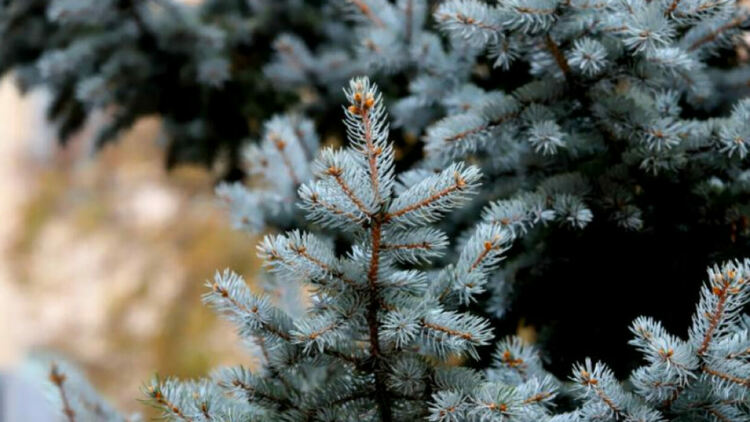 ДЛС Женда дарява естествени елхи на детски градини и училища в общината