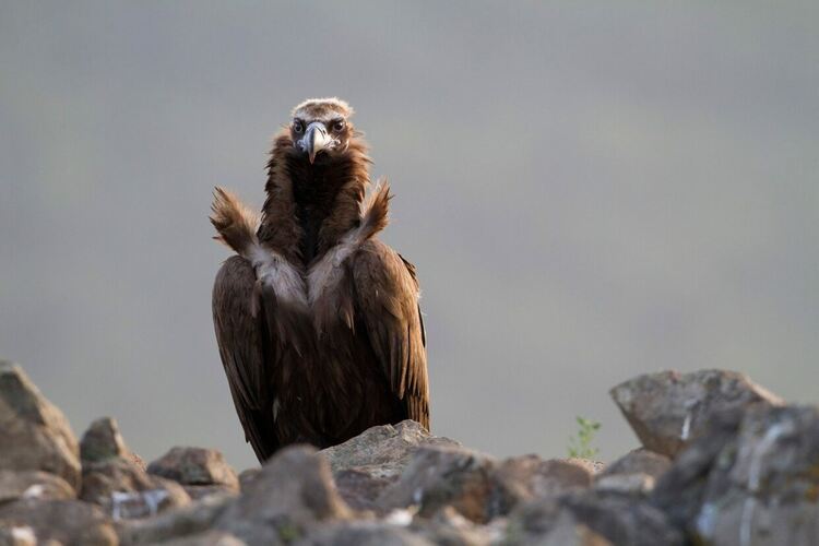 снимки: Волен Аркумарев и Светослав Спасов, БДЗП