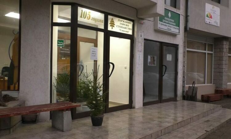 Елха в саксия може да се купи в понеделник пред горското в Смолян