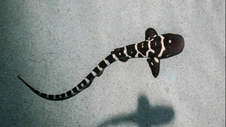 Акула в Чикаго роди малки без самец