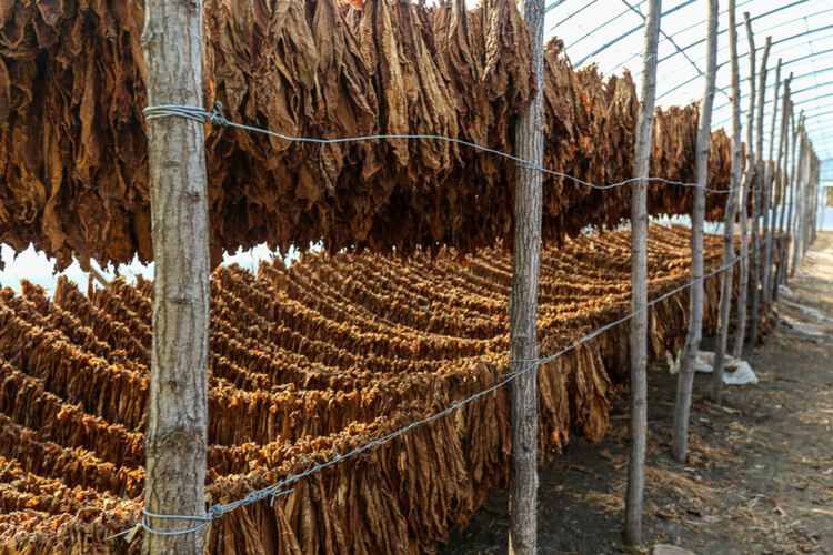 Изкупна кампания на тютюн реколта 2022 е в разгара си