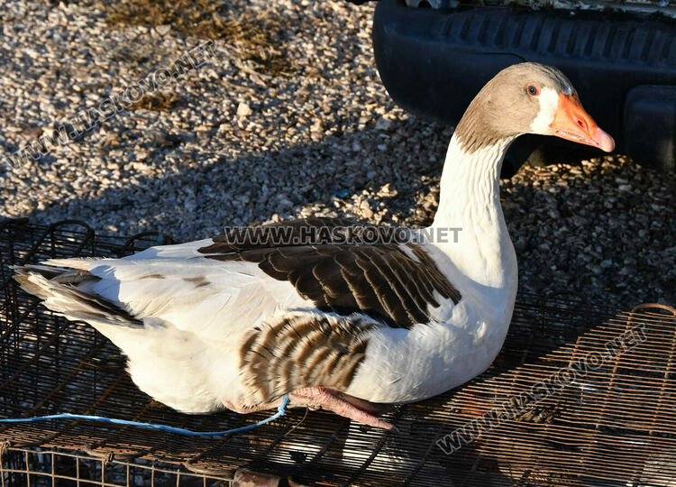 Коледната пуйка по 10 лева за килограм в Хасково, печената - 70 лева