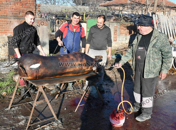 Заклаха 220-килограмово домашно прасе на Коледа