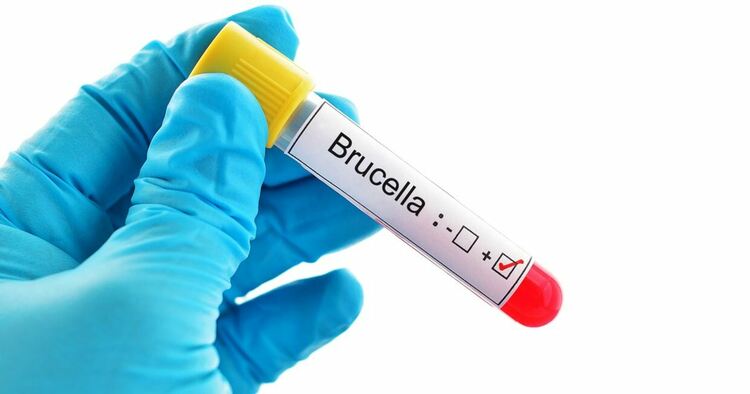 Два случая на заразени от  опасната бруцелоза по празниците в Кърджалийско