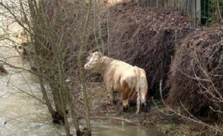 Огнеборци спасиха паднала в река крава в землището на Шумнатица