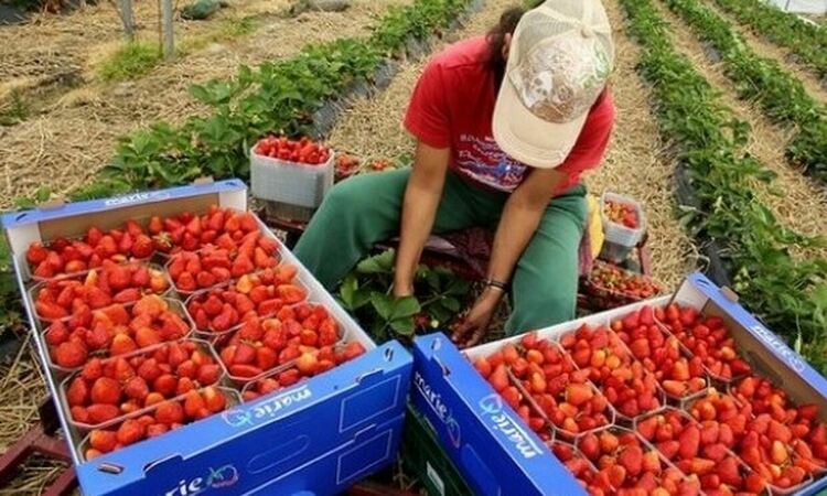 Хасково е сред областите у нас "донори" на работни сила за чужбина