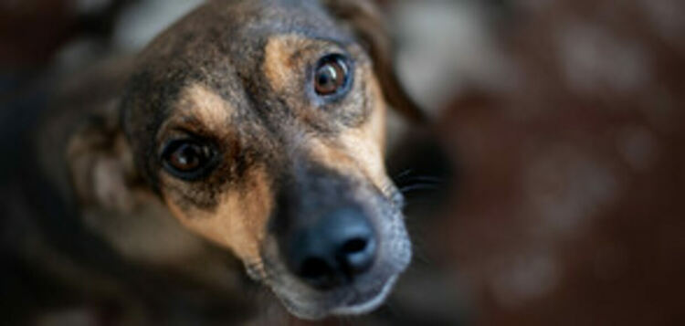 Простреляха куче в Перник