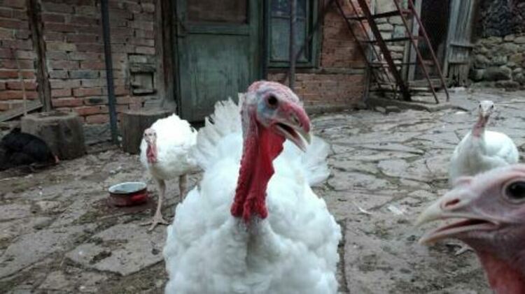 Кучета умъртвиха 72 домашни птици, образуваха досъдебно производство