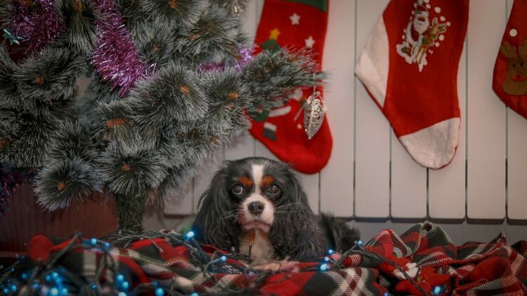 Коледните усмивки на Хасково донесоха награди на най-ентусиазираните фотографи