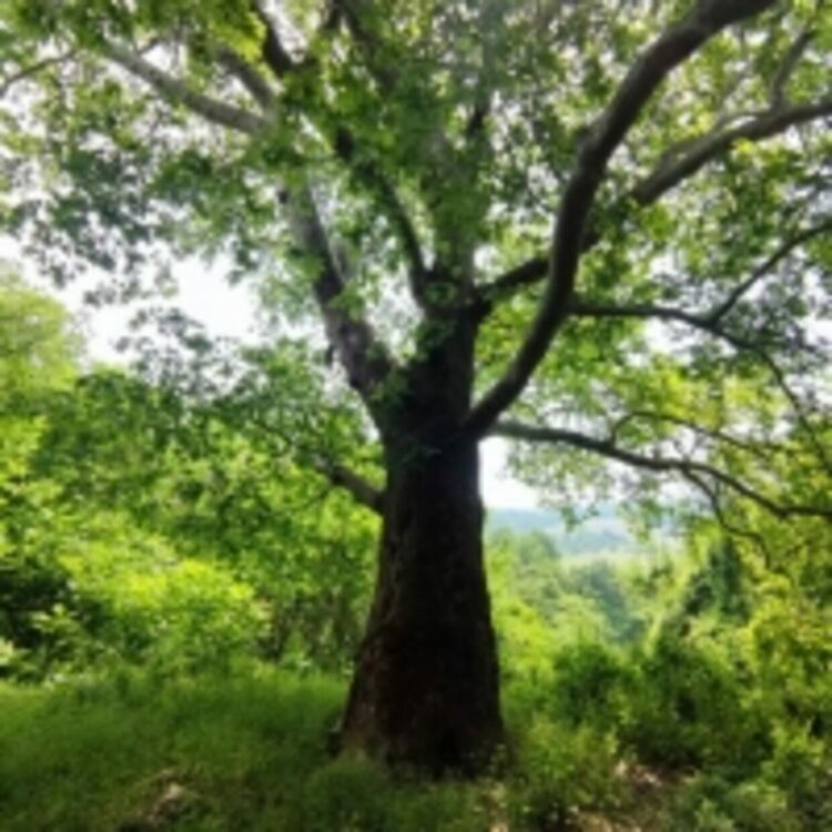 Две вековни дървета в землището на Асеновград са обявени за защитени